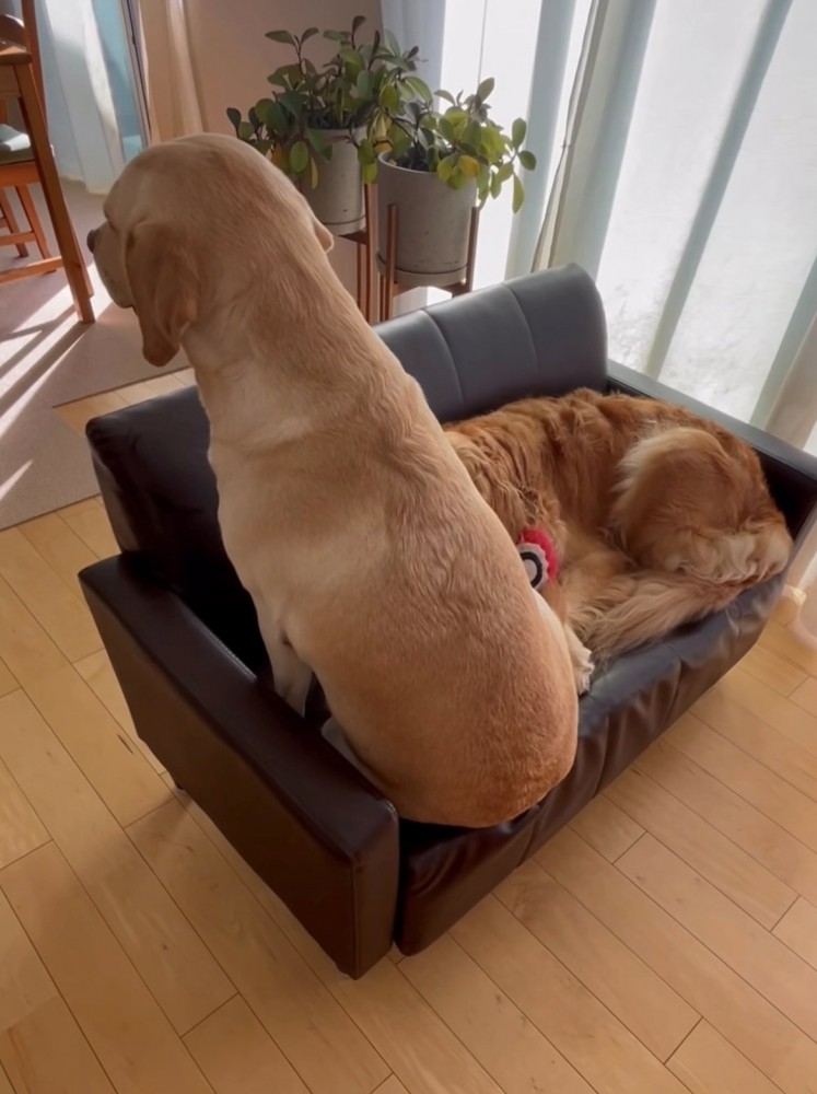 ソファの上に座る犬とくつろぐ犬