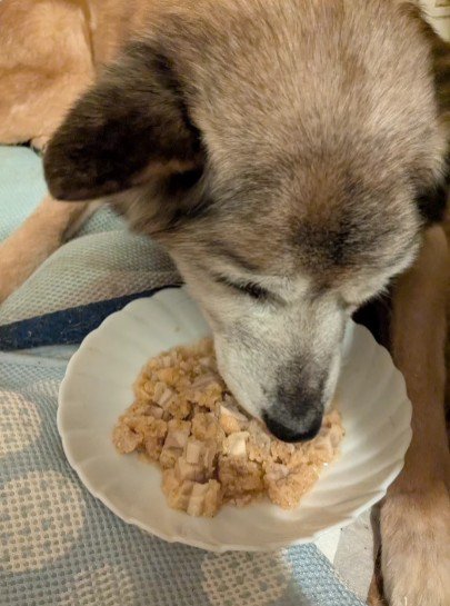 再び生きる力を取り戻した