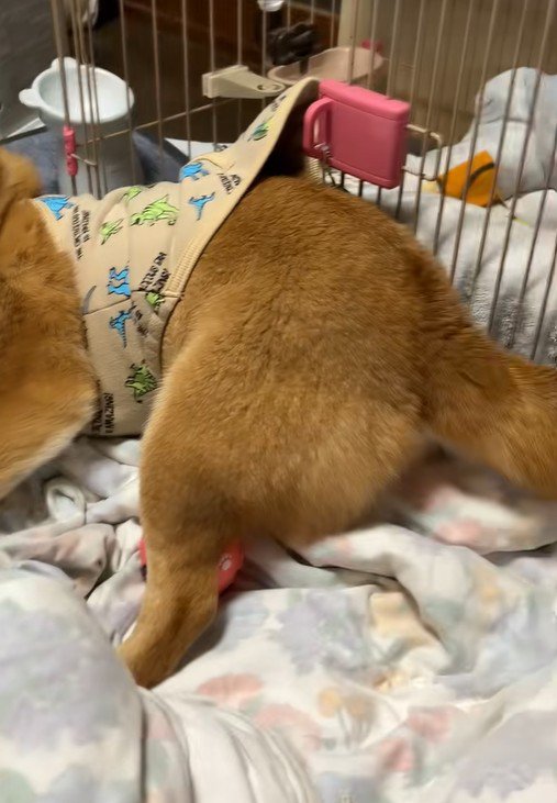 ハウスに入ろうとしないもふちゃん
