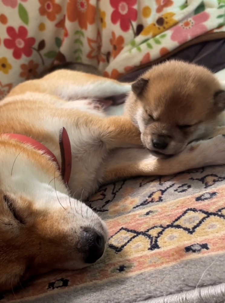 寄り添って眠る犬の親子