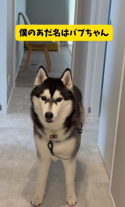 甘えん坊のおこめちゃん