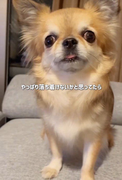 シアルちゃんを迎えた日7