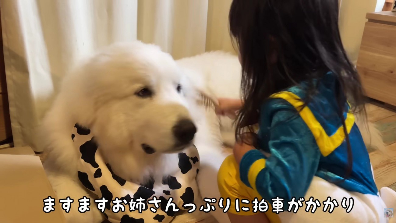 わんこのお世話をする係