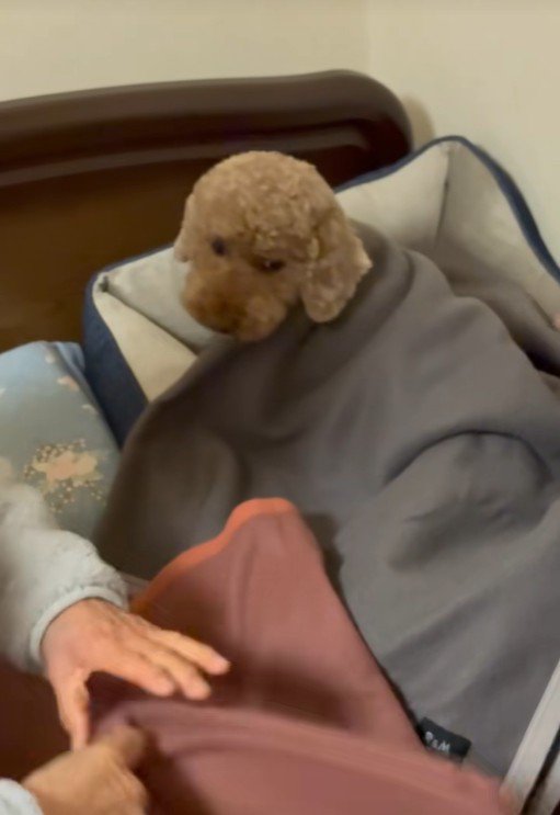 寝る前の茶々丸くんとおばあちゃん5