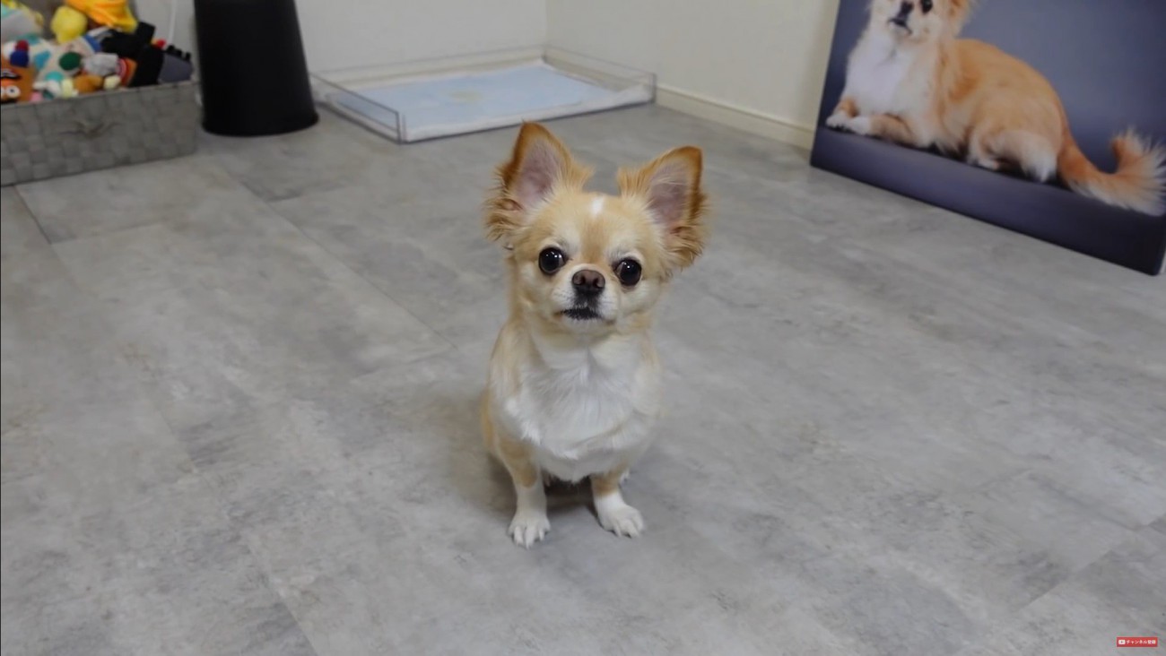 フォトパネルを飾った時のみるくちゃん9