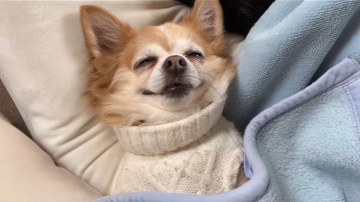 爆睡中の旦那さんと寄り添うアモちゃん4