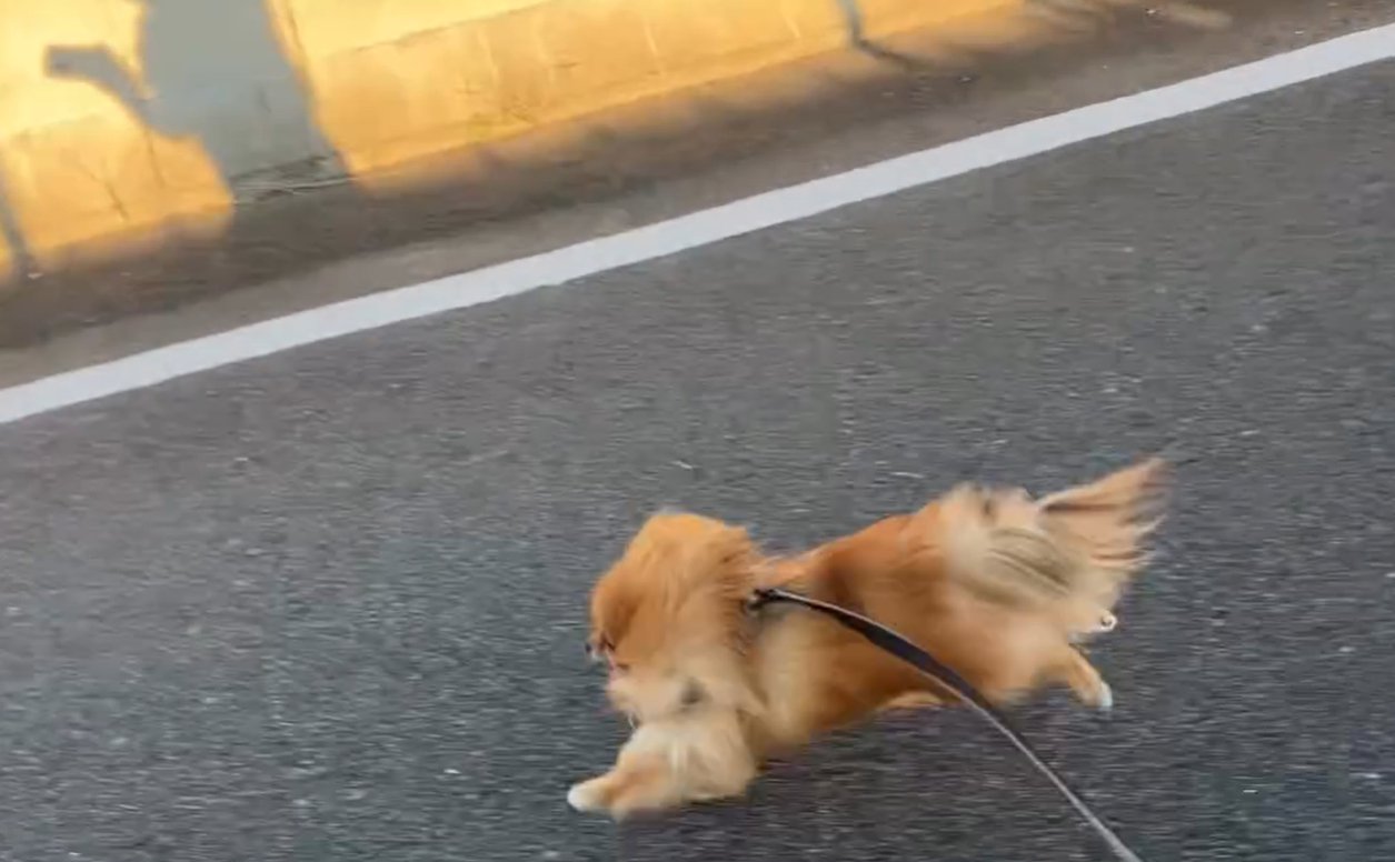 走る犬と飼い主2