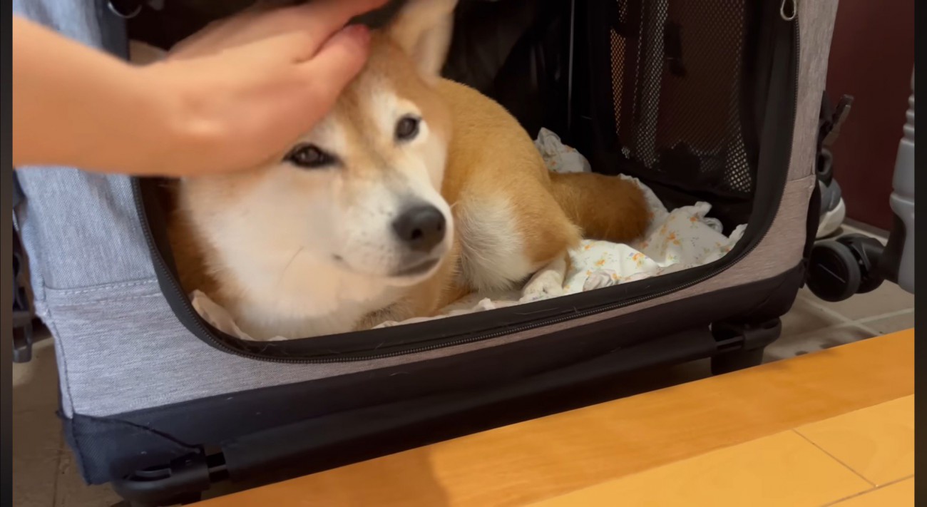 ペットキャリーの中でくつろぐ犬