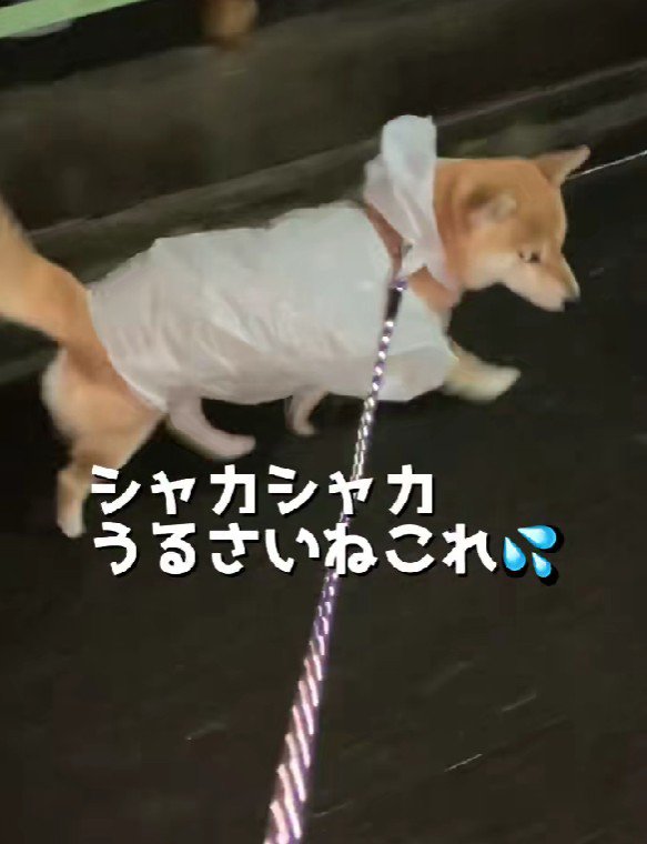 シャカシャカ音が可愛い…♡