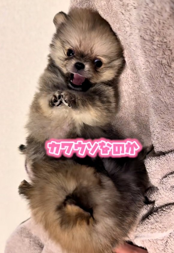 カワウソみたいな2匹