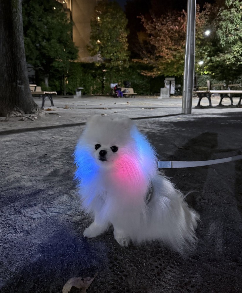 イルミネーション