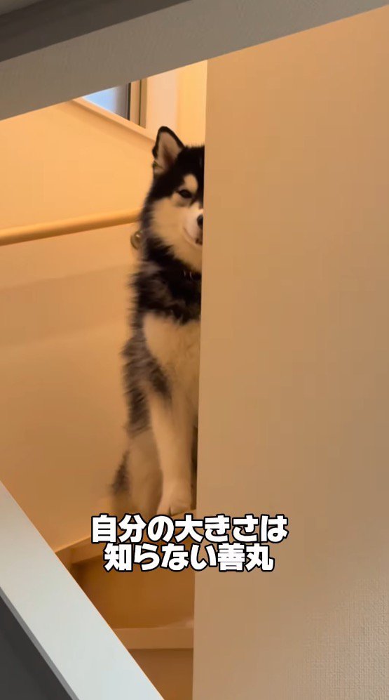 階段の陰から飼い主を見つめる大型犬