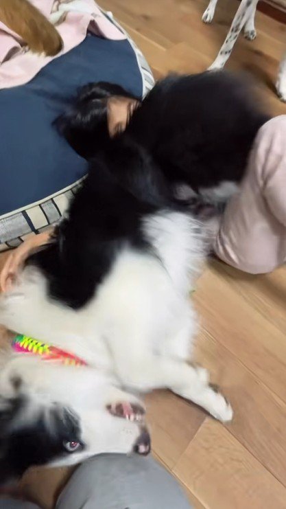 寝転がってじゃれています