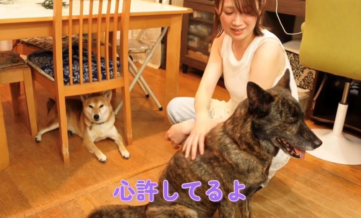 穏やかな表情で撫でられる犬