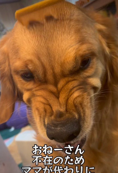 ブラッシングが苦手