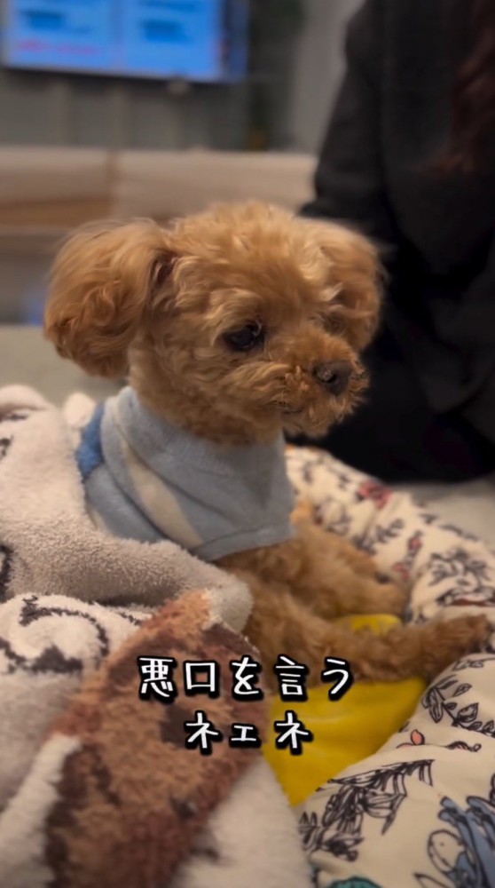 犬に話しかける女性
