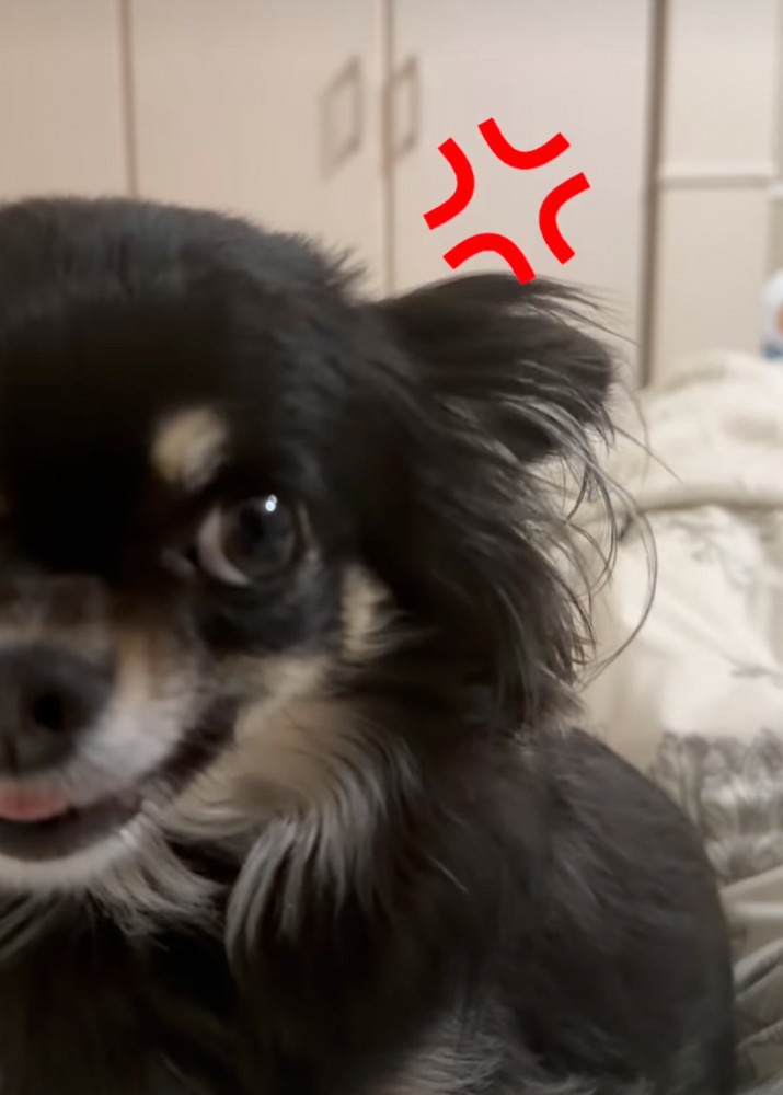 唸り始めた犬