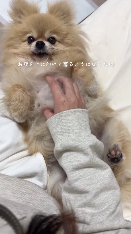 お腹を見せて飼い主に撫でてもらう犬