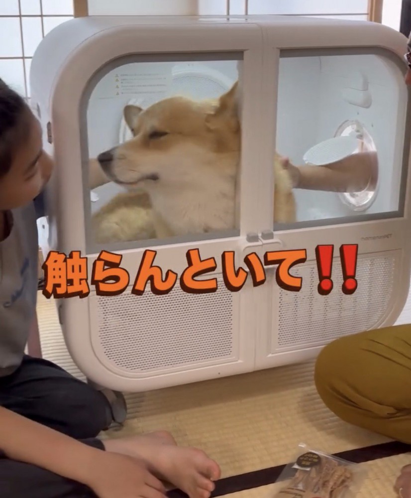 顔を背ける犬