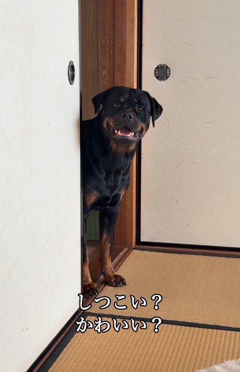 遊びに誘う大型犬