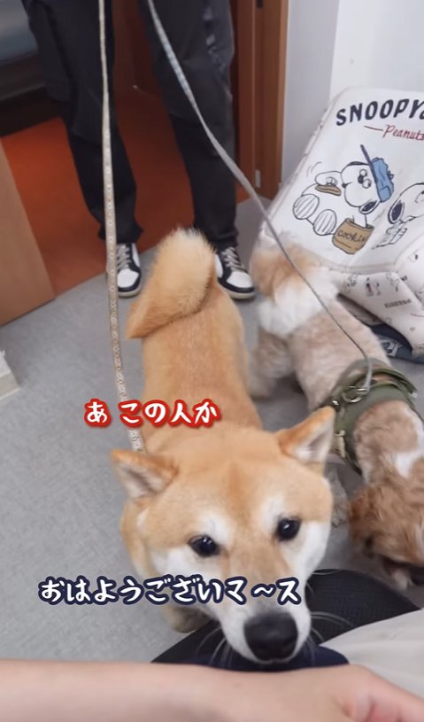 投稿者へ挨拶をしに来た豆柴