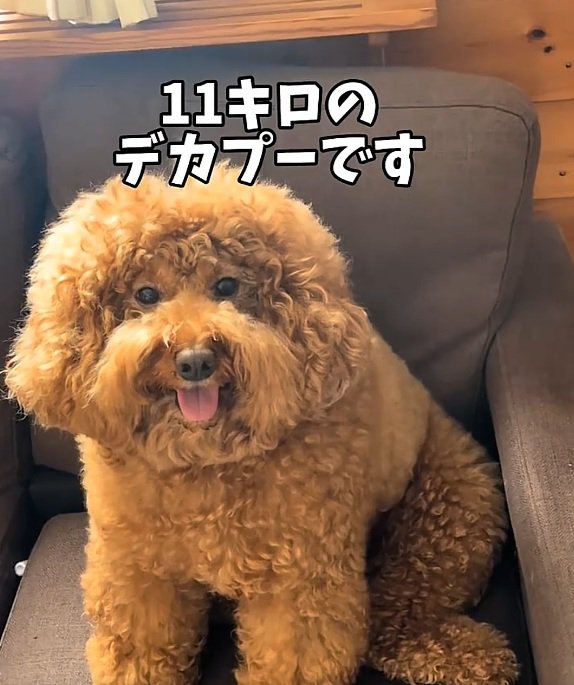 トイプードルのいっきゅう君