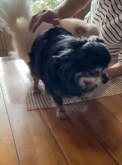 なでられる黒い犬2