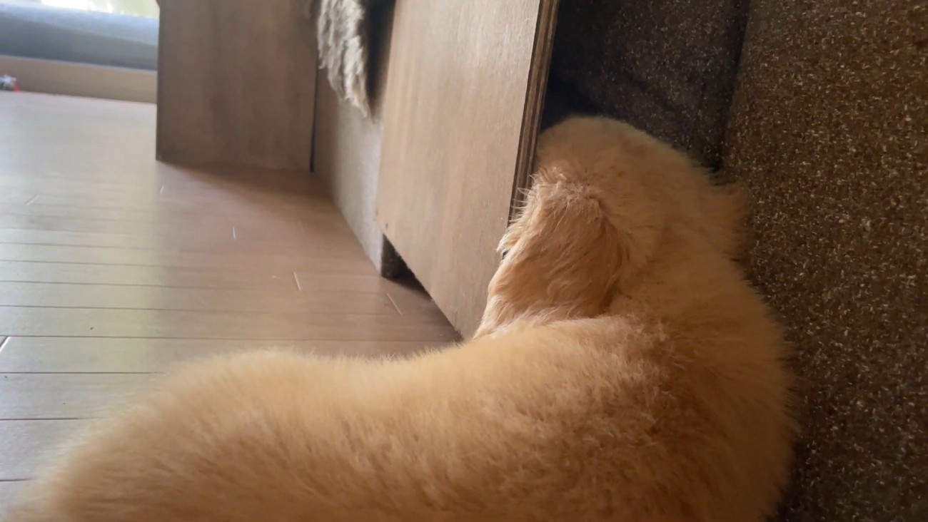 棚にお顔を突っ込んだままウトウト…