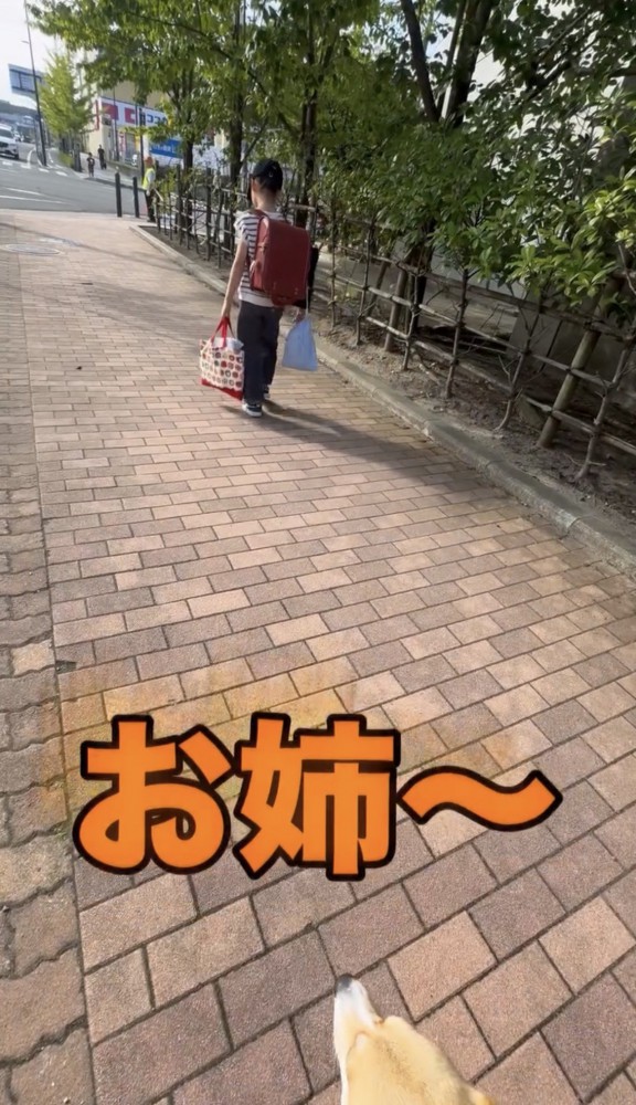 遠ざかる人を見送る犬