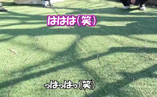 「トイプードルです」