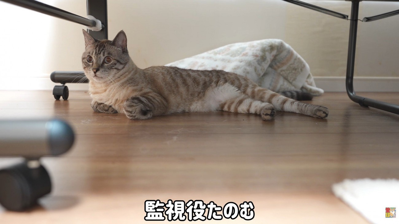 「ちゃんと頑張ってるかな？」と監視中