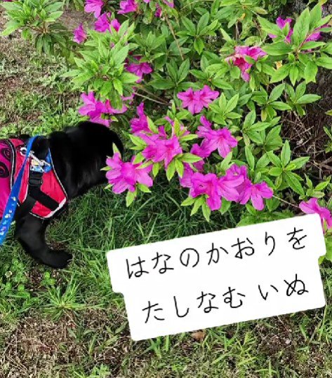 花の香りを楽しむ