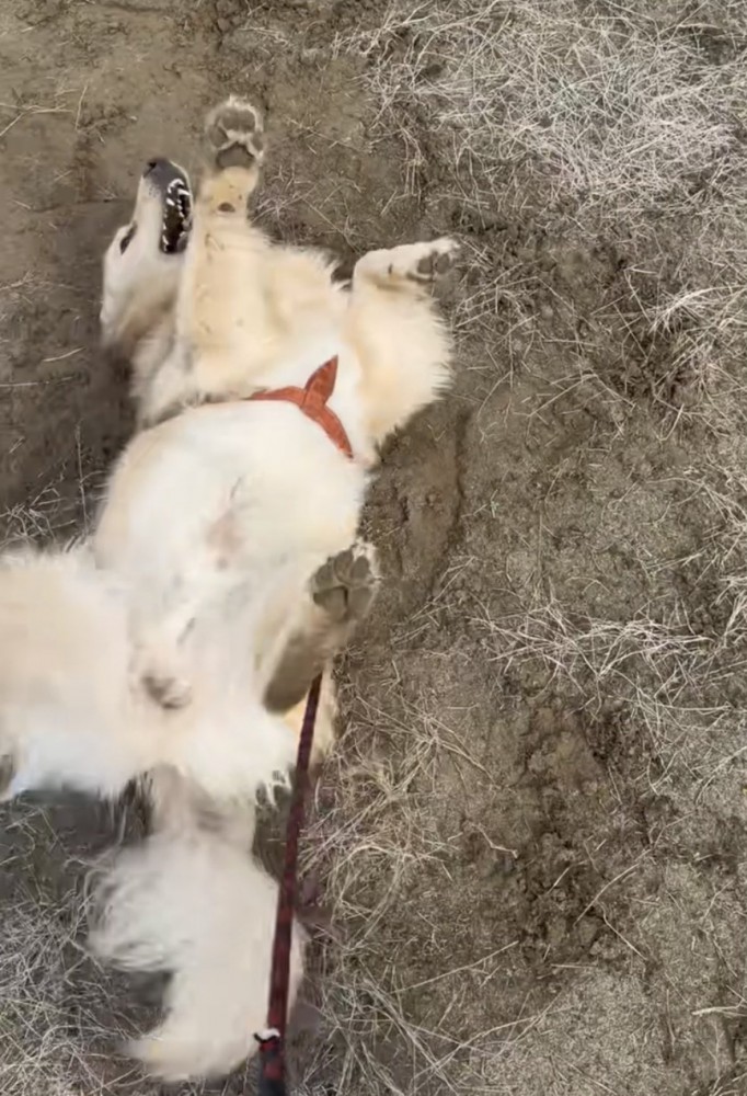 土遊びをする犬