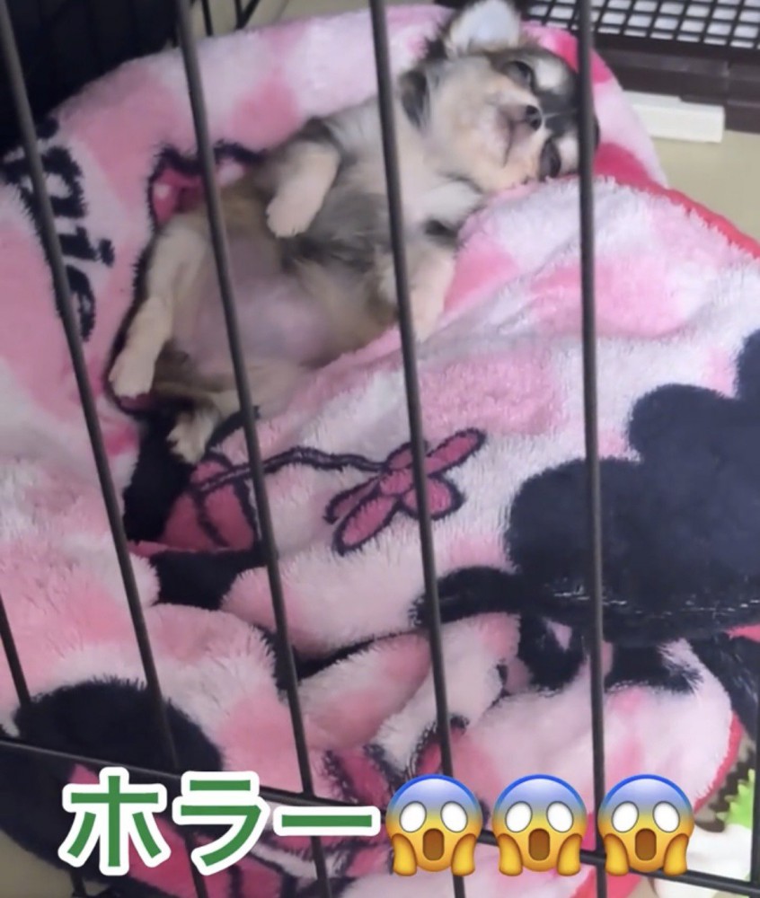 半目で眠る犬