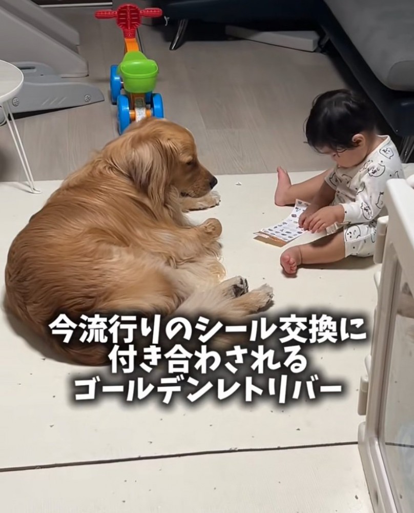 ベッドの近くにいる2匹の柴犬