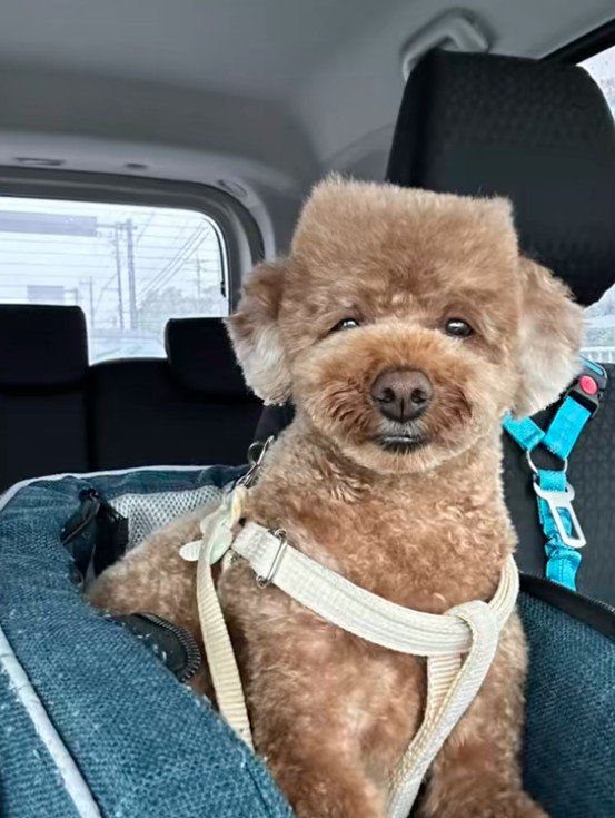 まさかの角刈りに！！