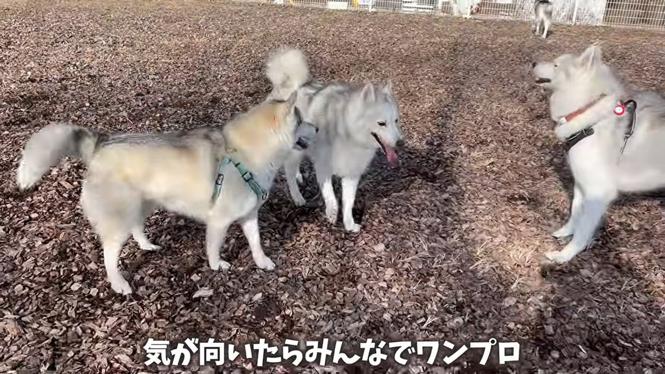 3匹のハスキー