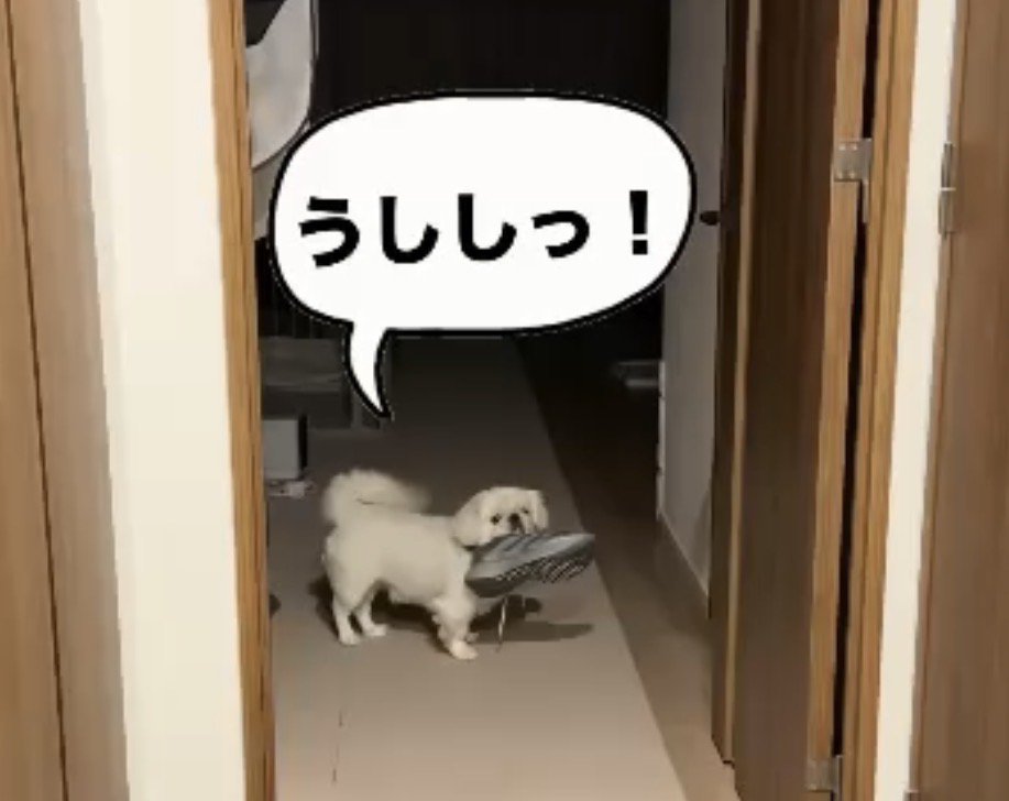 靴を盗む犬