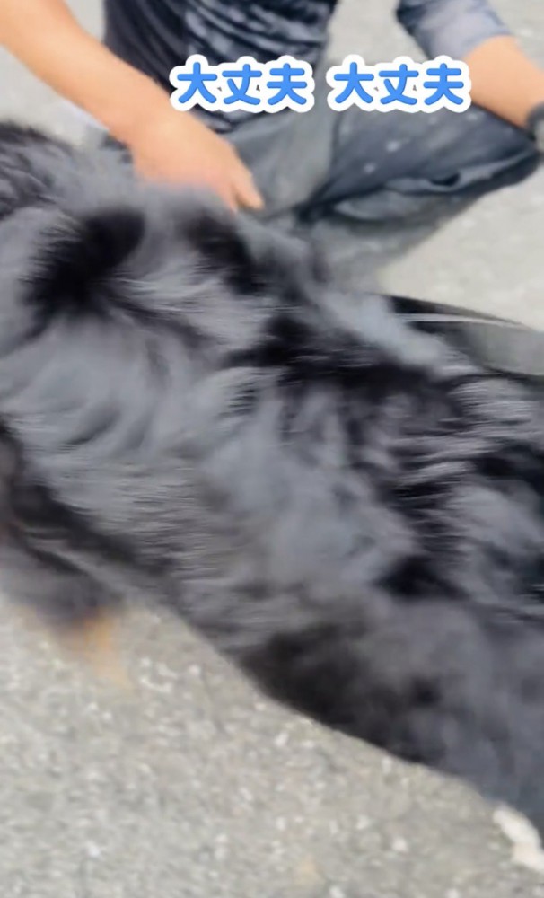 しゃがむ人に近づく犬