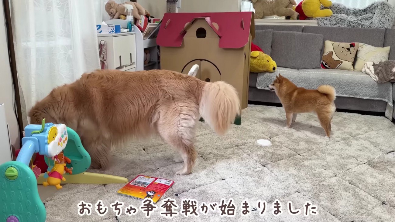 おもちゃを守るのはほのちゃん