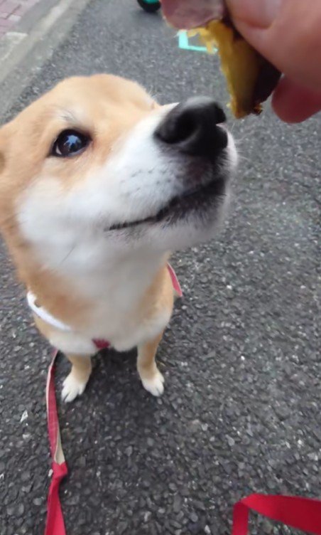 お目目がキラキラで可愛い♡