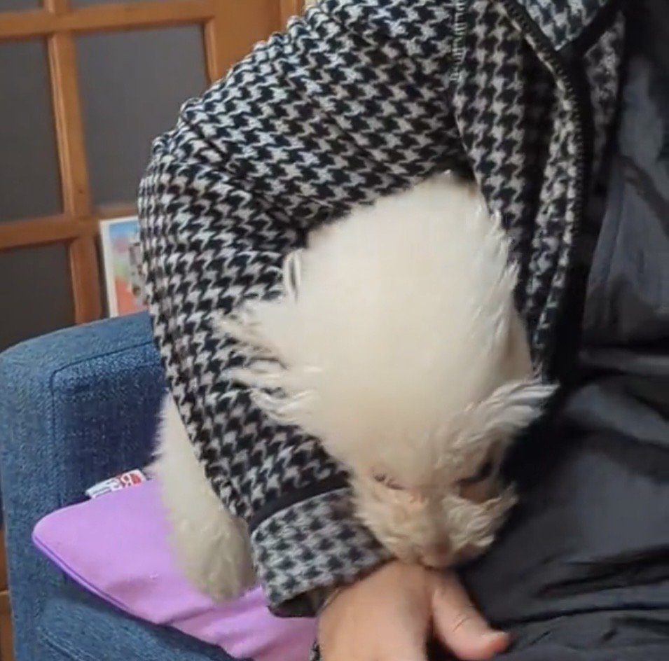 腕の下をくぐる犬