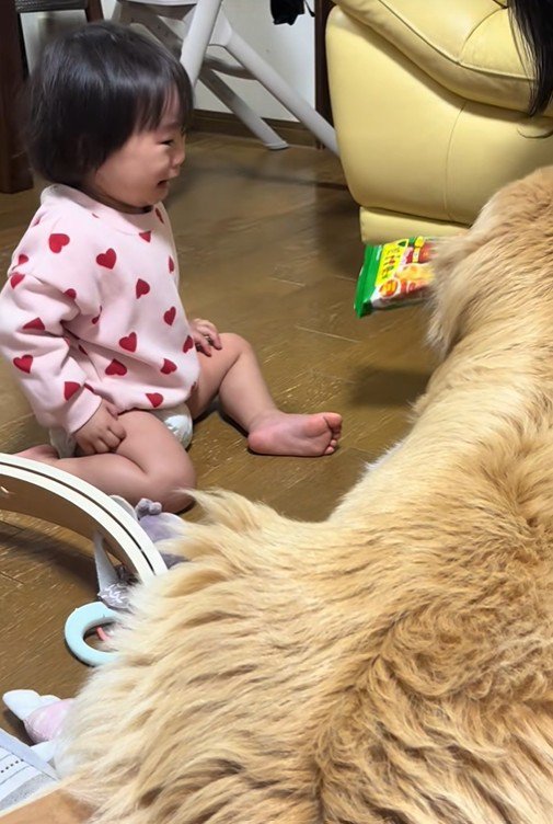 オヤツを奪うベルちゃん3