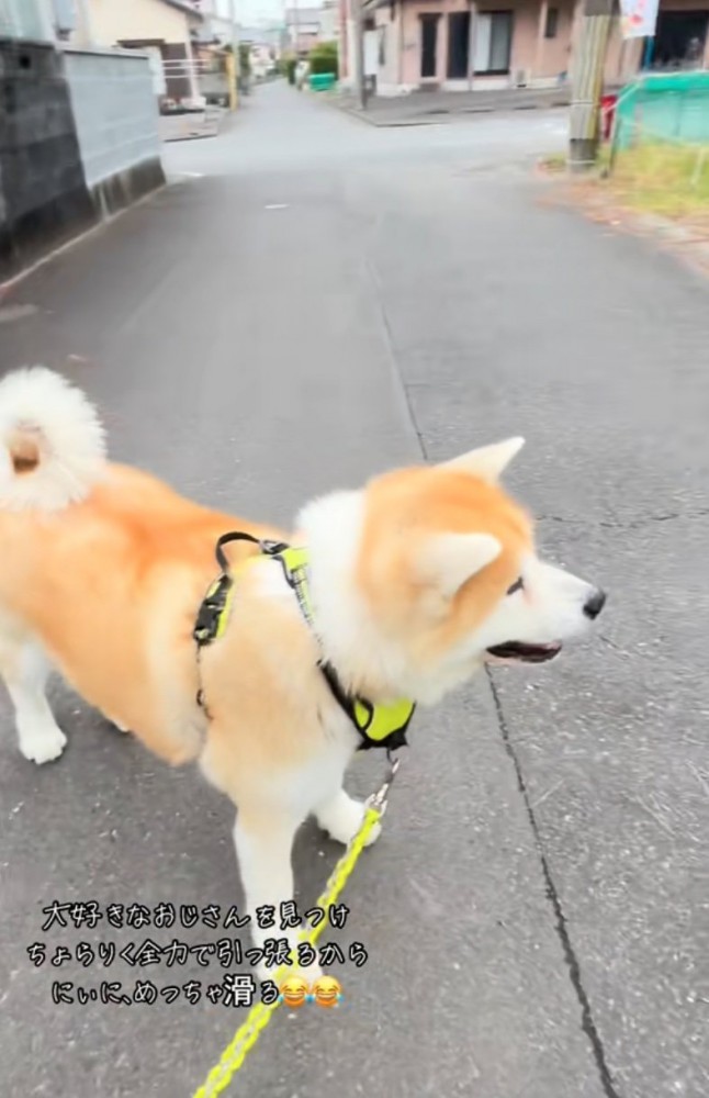 順番待ちする秋田犬