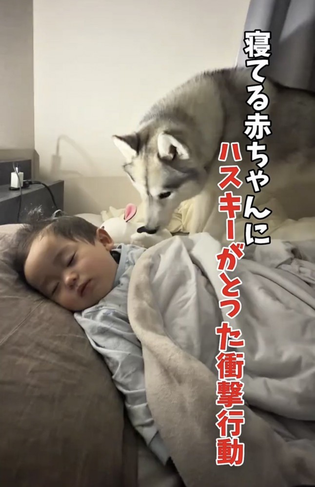 眠る赤ちゃんに近づく犬