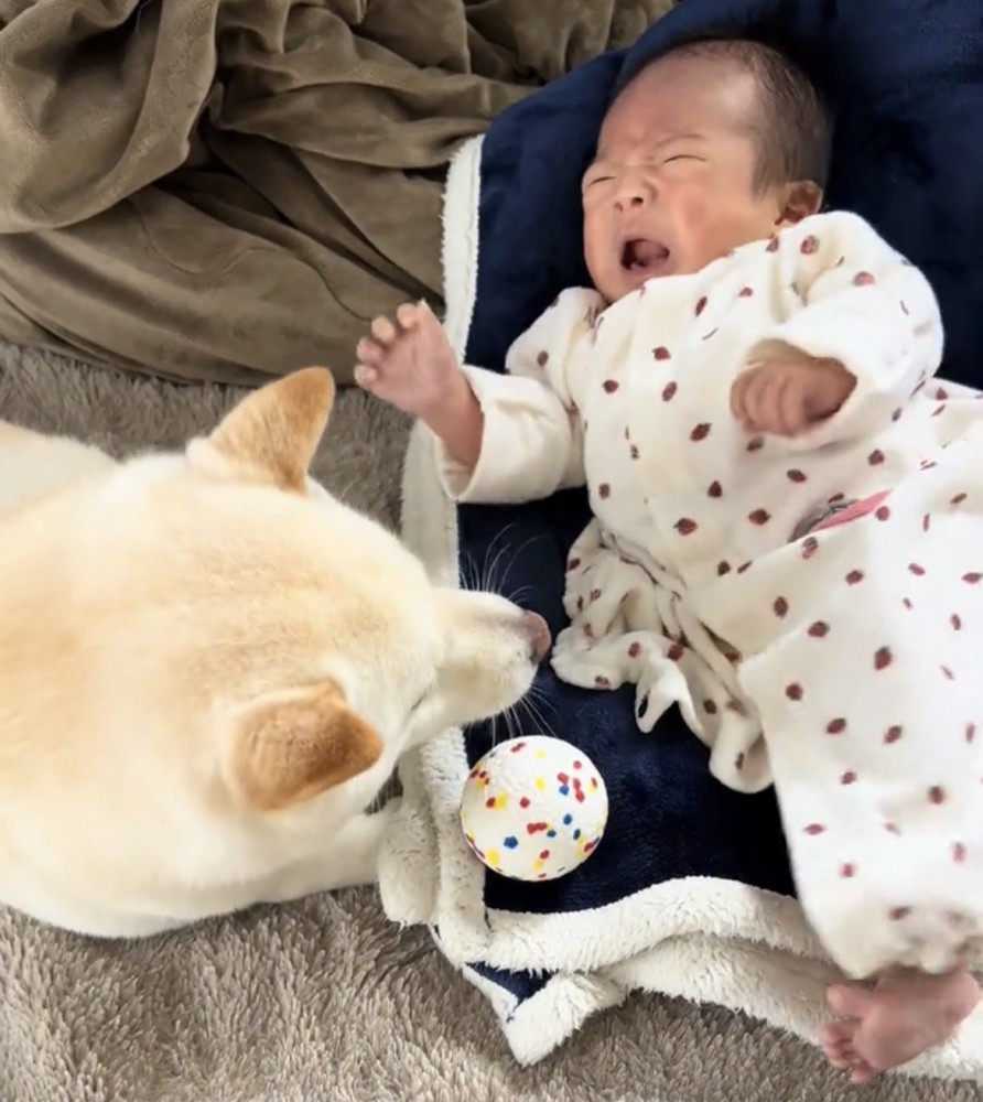 泣く赤ちゃんを見つめる犬