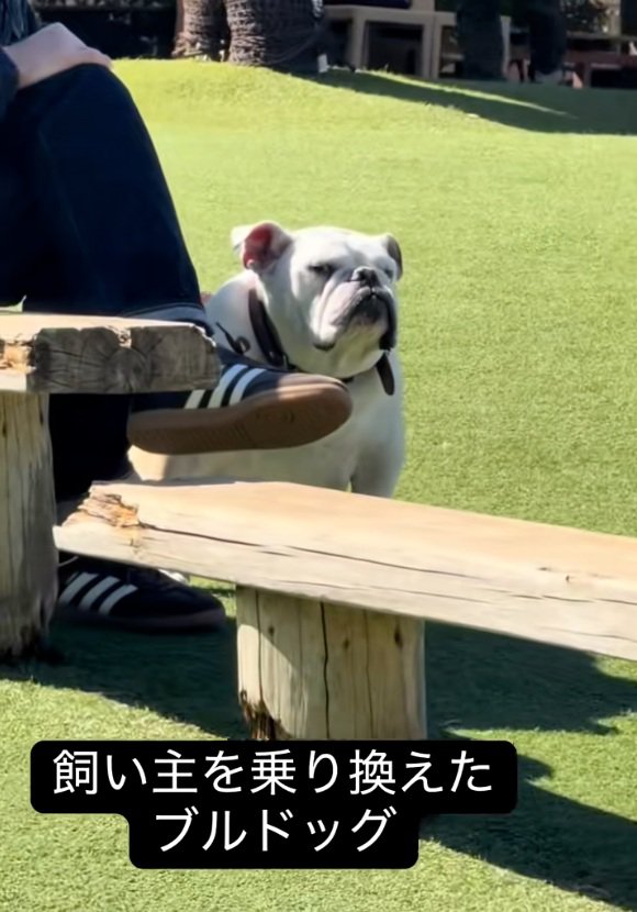 横目で見るぱせり君