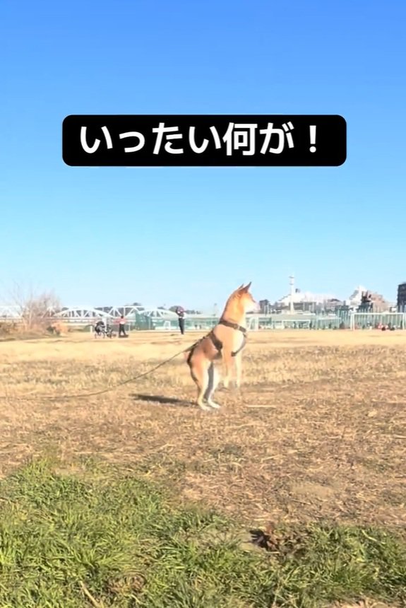 立ち上がるごぅちゃん