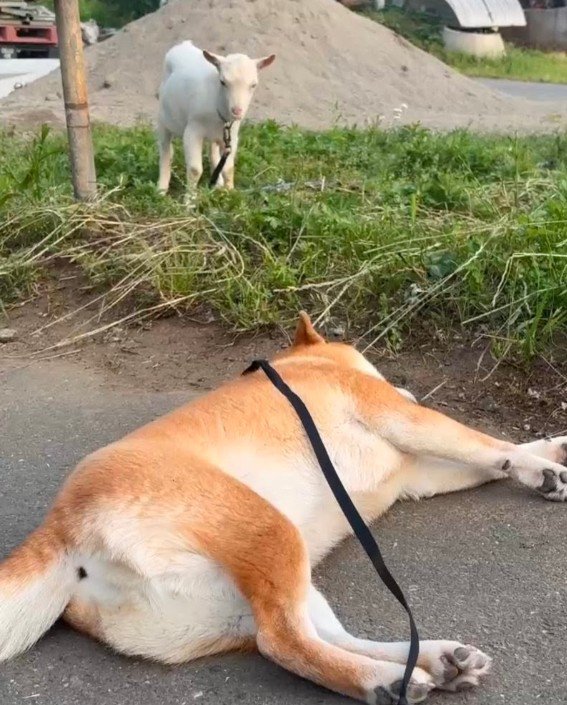 ヤギの目の前でぐーぐー
