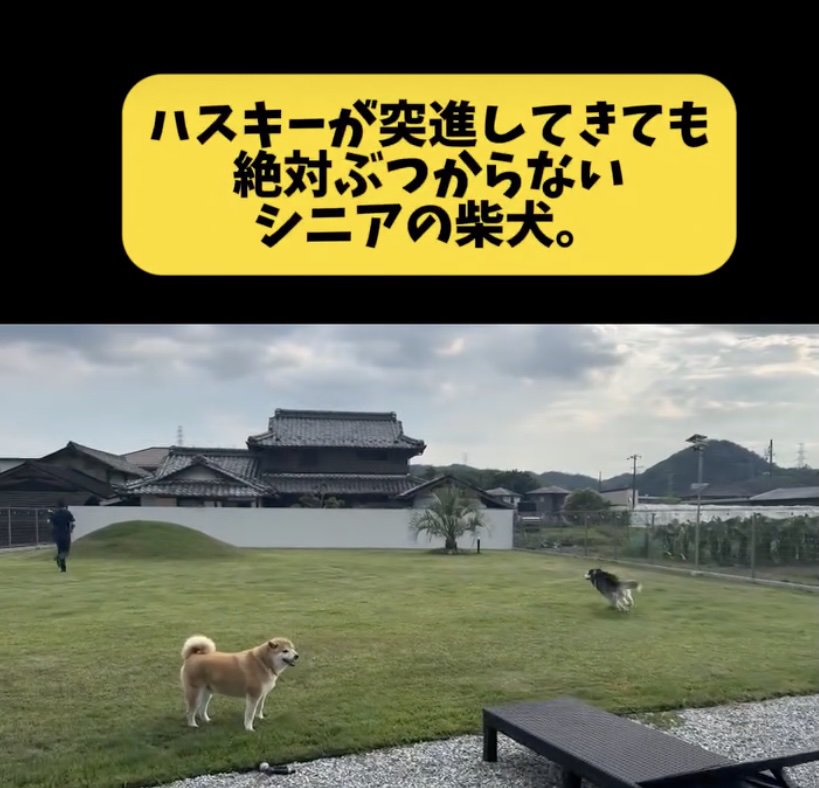 バブちゃん、全力疾走中！